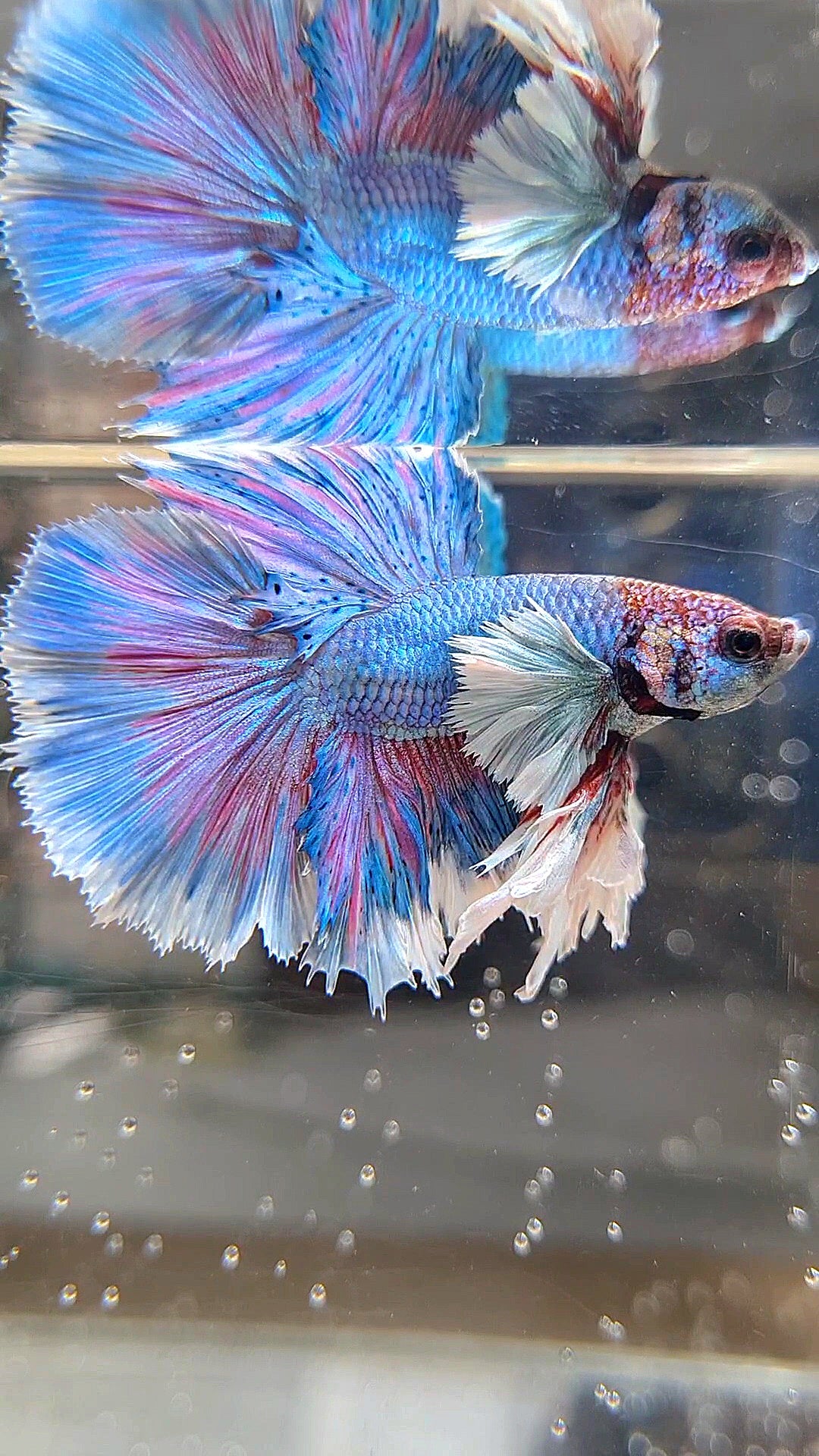 KING ROSETAIL HALFMOON DUMBO EAR BLUE PATTERN BETTA FISH