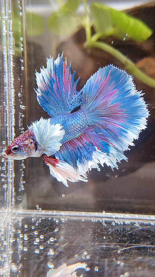 KING ROSETAIL HALFMOON DUMBO EAR BLUE PATTERN BETTA FISH
