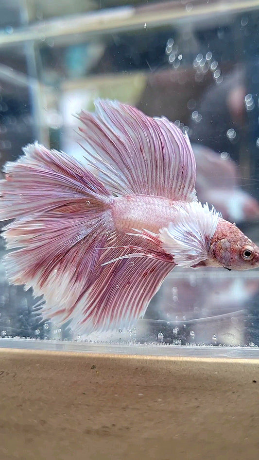 HALFMOON DOUBLE TAIL DUMBO EAR ROSEGOLD BETTA FISH