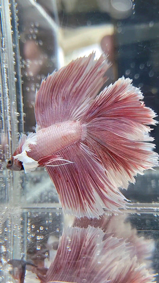 HALFMOON DOUBLE TAIL DUMBO EAR ROSEGOLD BETTA FISH