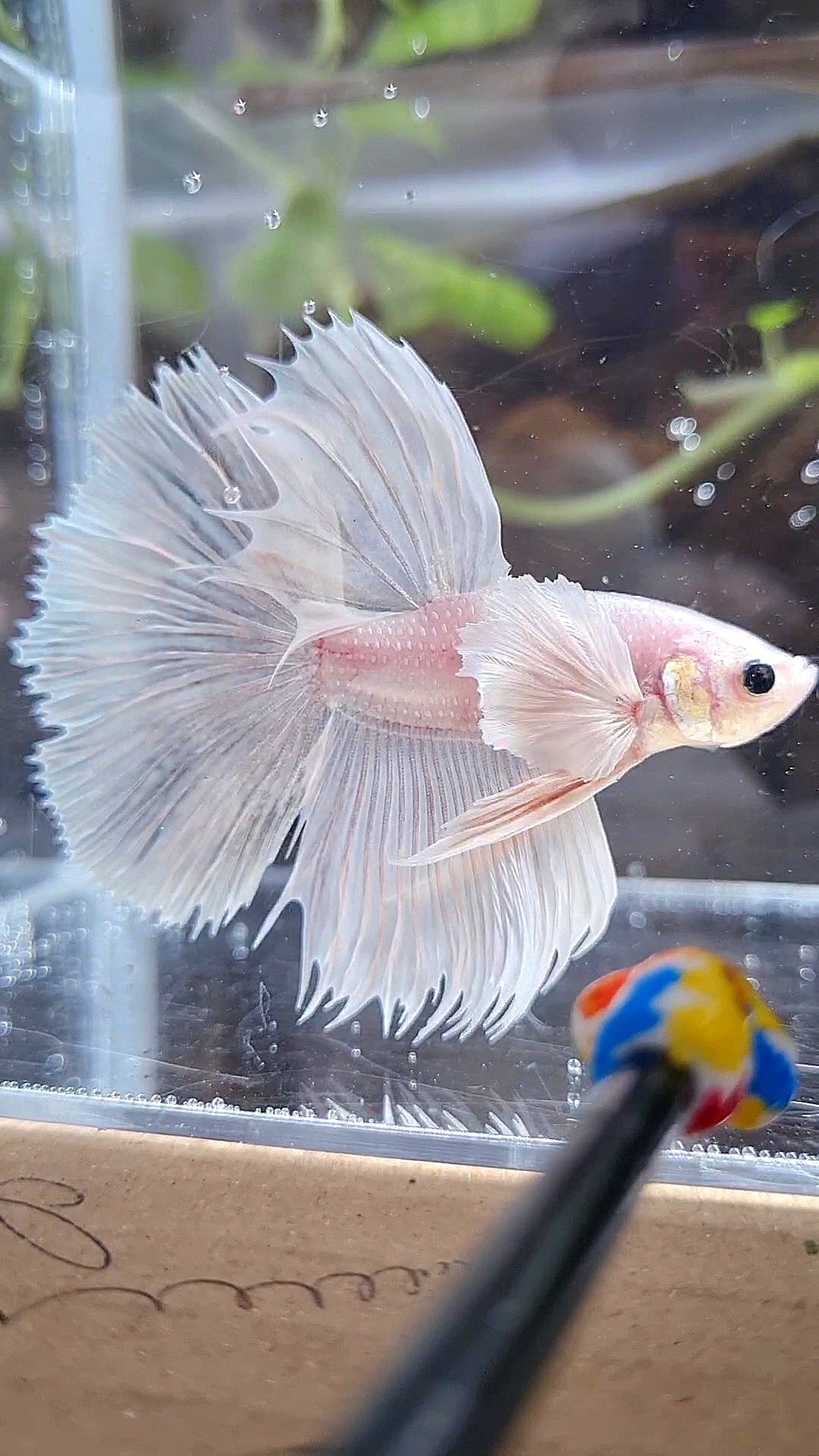 HALFSUN DUMBO EAR WHITE PLATINUM BETTA FISH