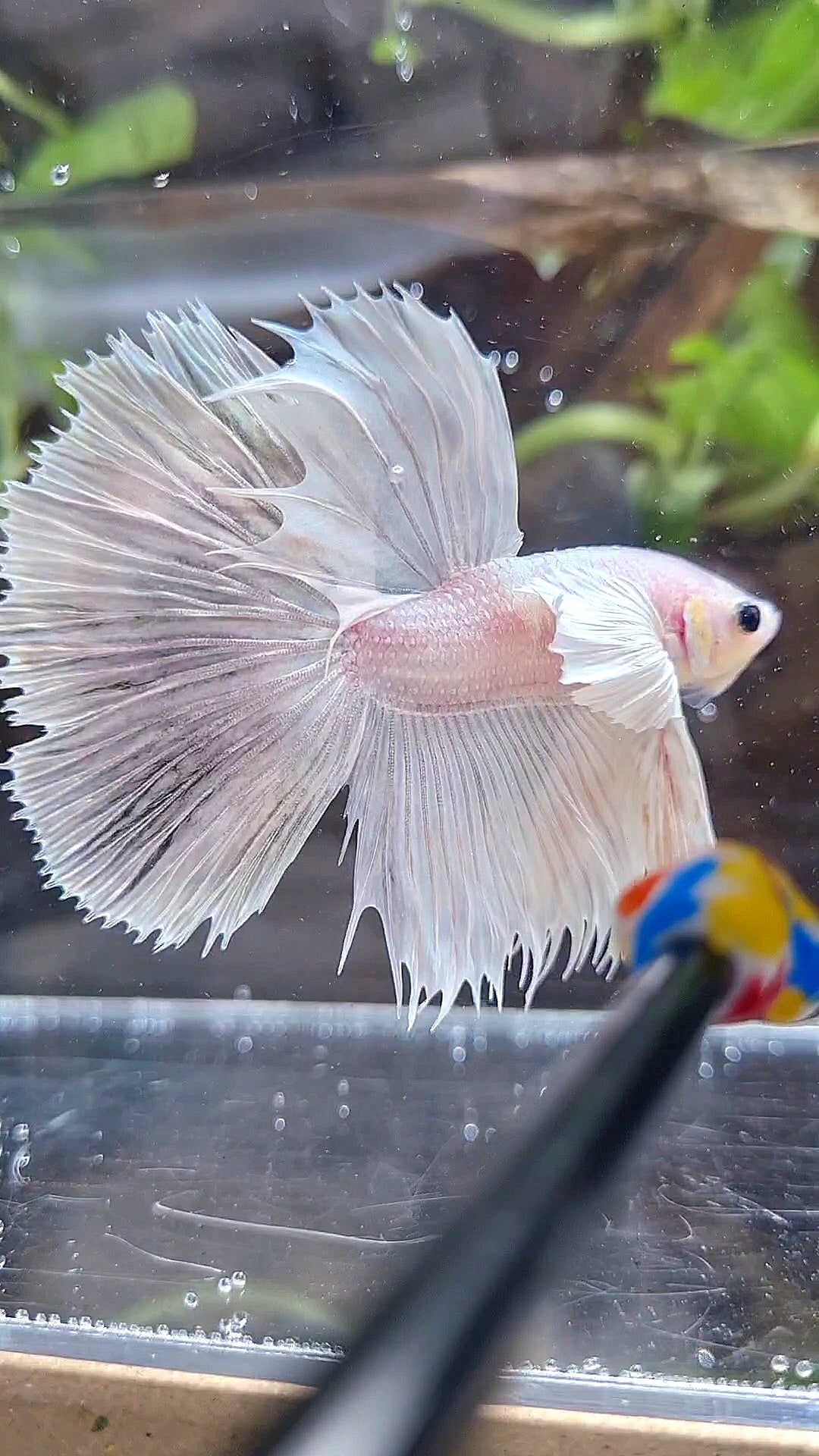 HALFSUN DUMBO EAR WHITE PLATINUM BETTA FISH