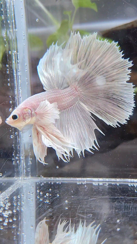 HALFSUN DUMBO EAR WHITE PLATINUM BETTA FISH