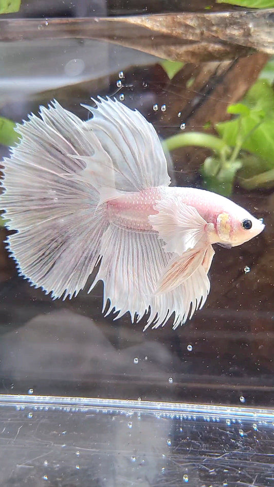 HALFSUN DUMBO EAR WHITE PLATINUM BETTA FISH