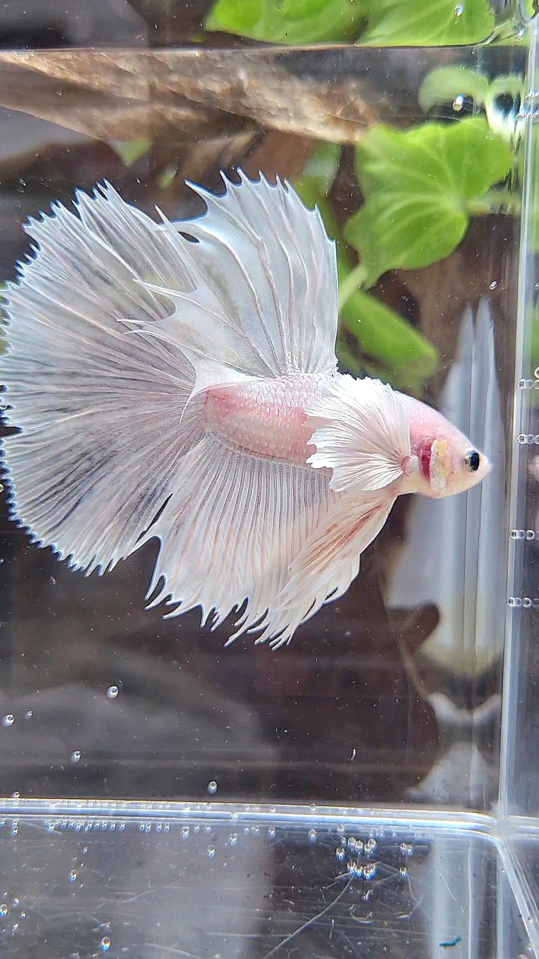 HALFSUN DUMBO EAR WHITE PLATINUM BETTA FISH