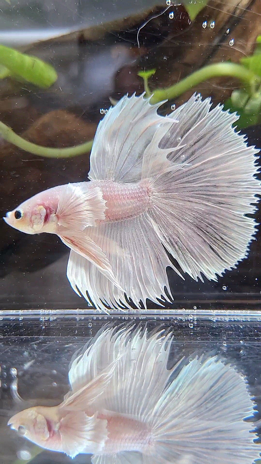 HALFSUN DUMBO EAR WHITE PLATINUM BETTA FISH