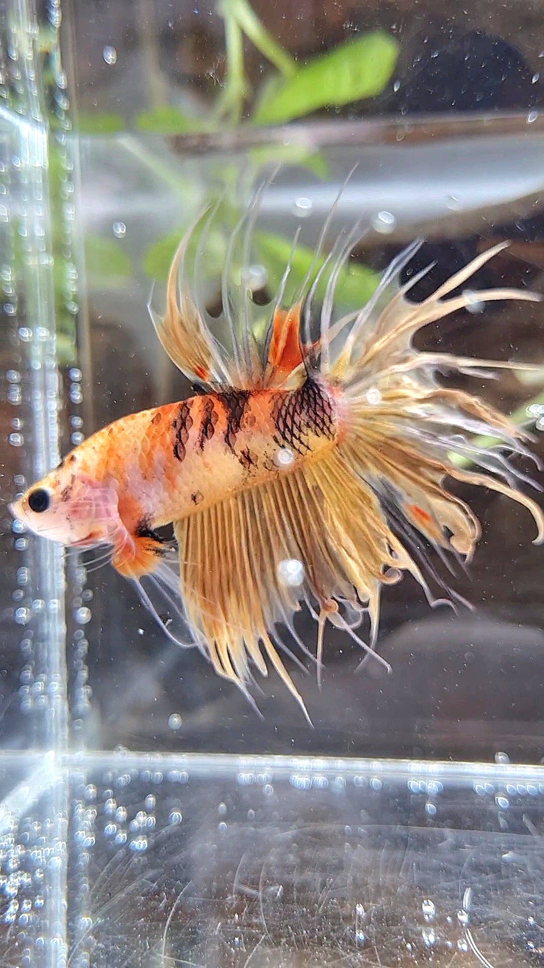 CROWNTAIL YELLOW KOI TIGER MULTICOLOR ORANGE BETTA FISH