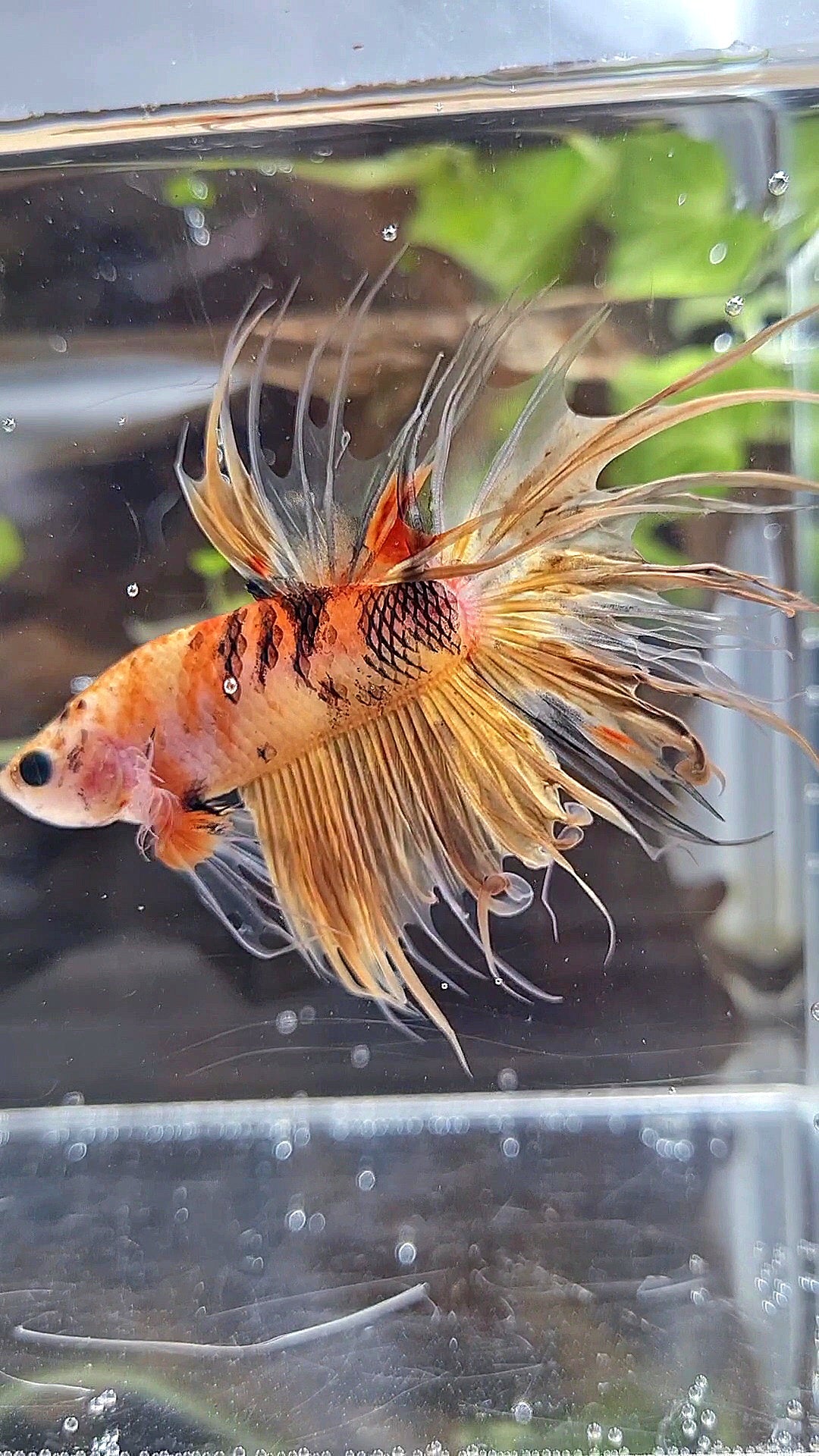 CROWNTAIL YELLOW KOI TIGER MULTICOLOR ORANGE BETTA FISH