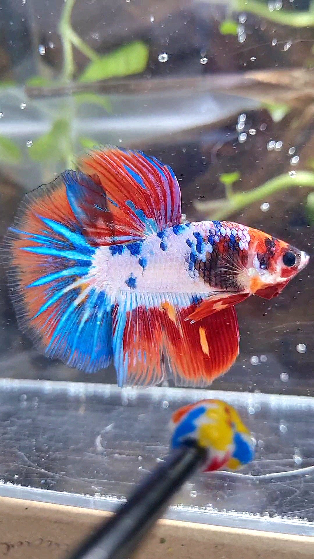 HALFMOON PURPLE BLUE FANCY PATTERN BETTA FISH