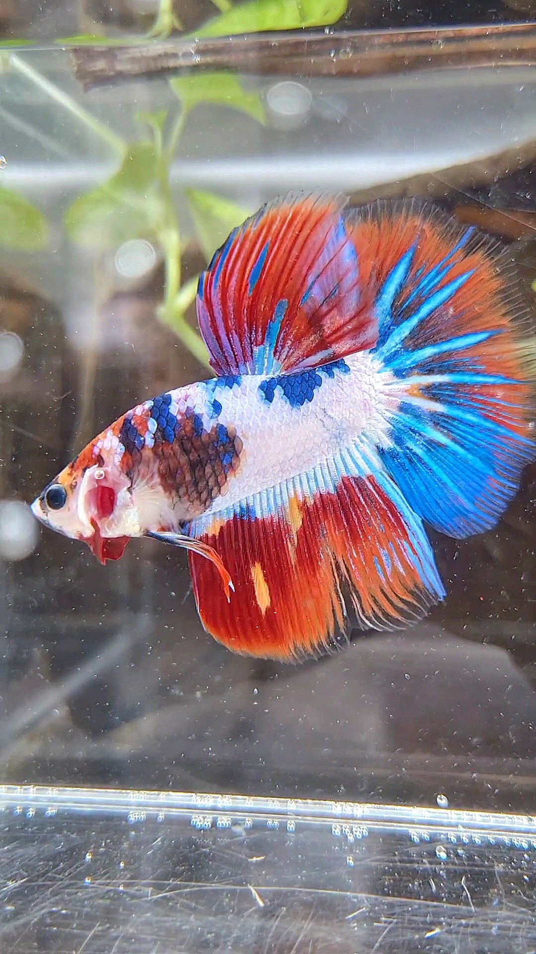 HALFMOON PURPLE BLUE FANCY PATTERN BETTA FISH