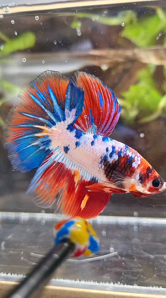 HALFMOON PURPLE BLUE FANCY PATTERN BETTA FISH