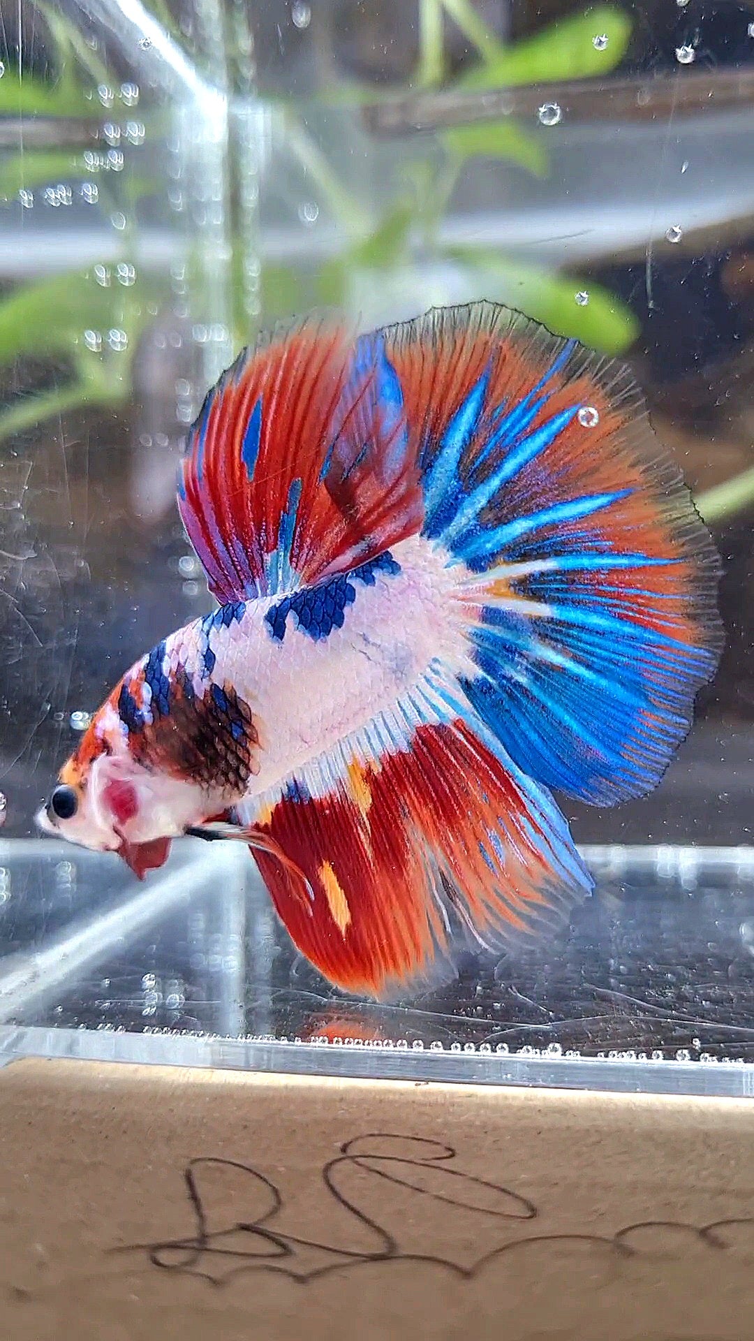 HALFMOON PURPLE BLUE FANCY PATTERN BETTA FISH