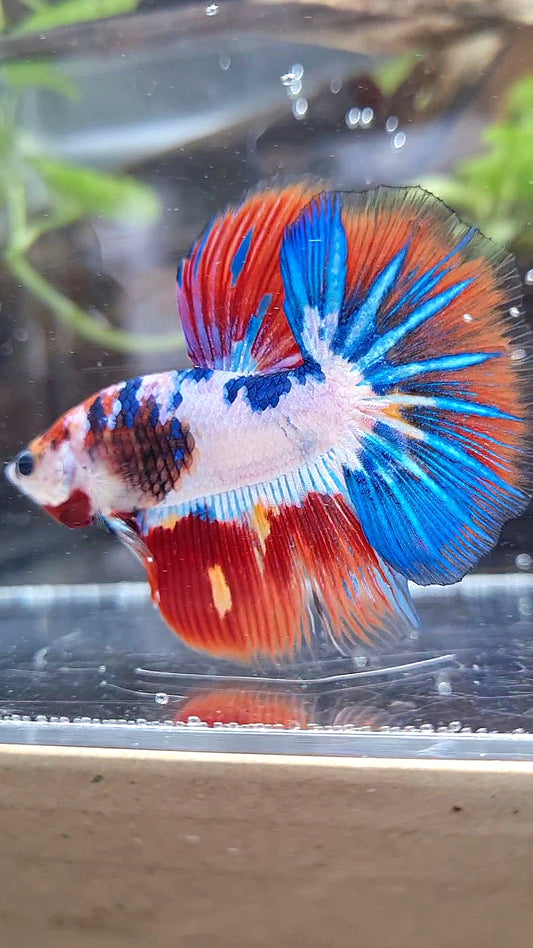 HALFMOON PURPLE BLUE FANCY PATTERN BETTA FISH