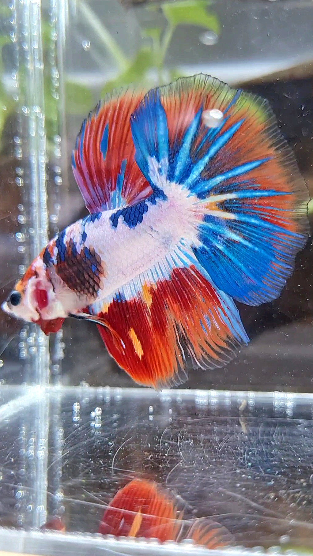 HALFMOON PURPLE BLUE FANCY PATTERN BETTA FISH
