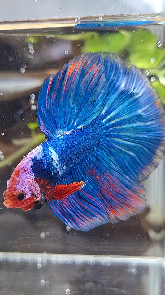 HALFMOON ROSETAIL PINK MASKING BLUE FANCY BETTA FISH