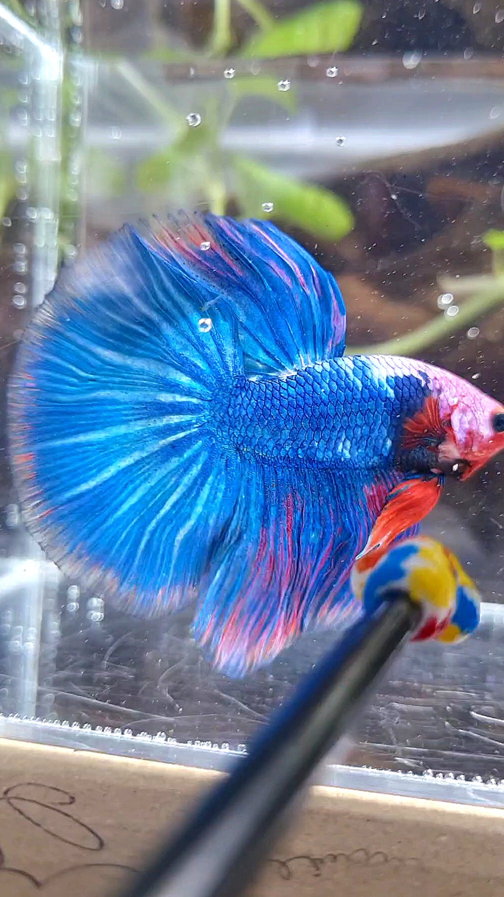 HALFMOON ROSETAIL PINK MASKING BLUE FANCY BETTA FISH