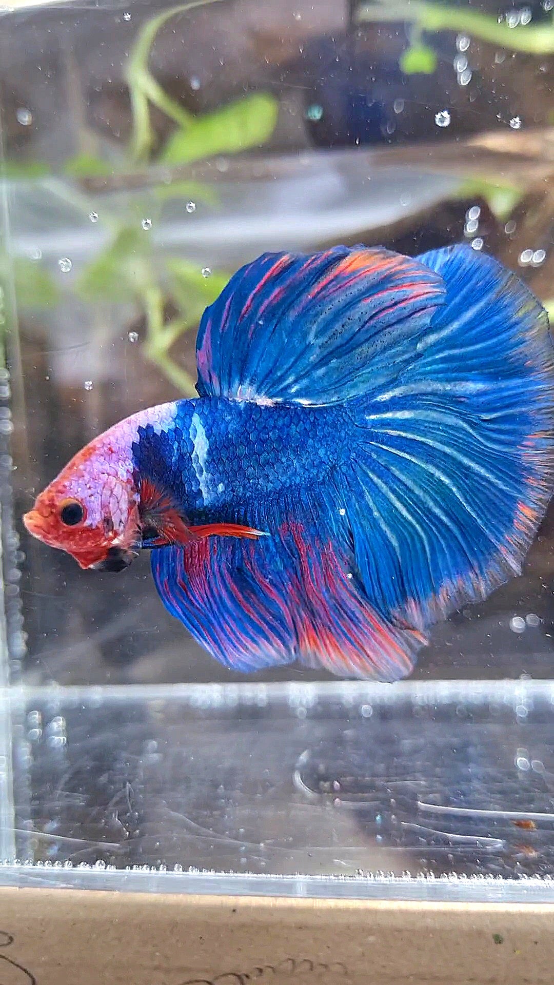 HALFMOON ROSETAIL PINK MASKING BLUE FANCY BETTA FISH