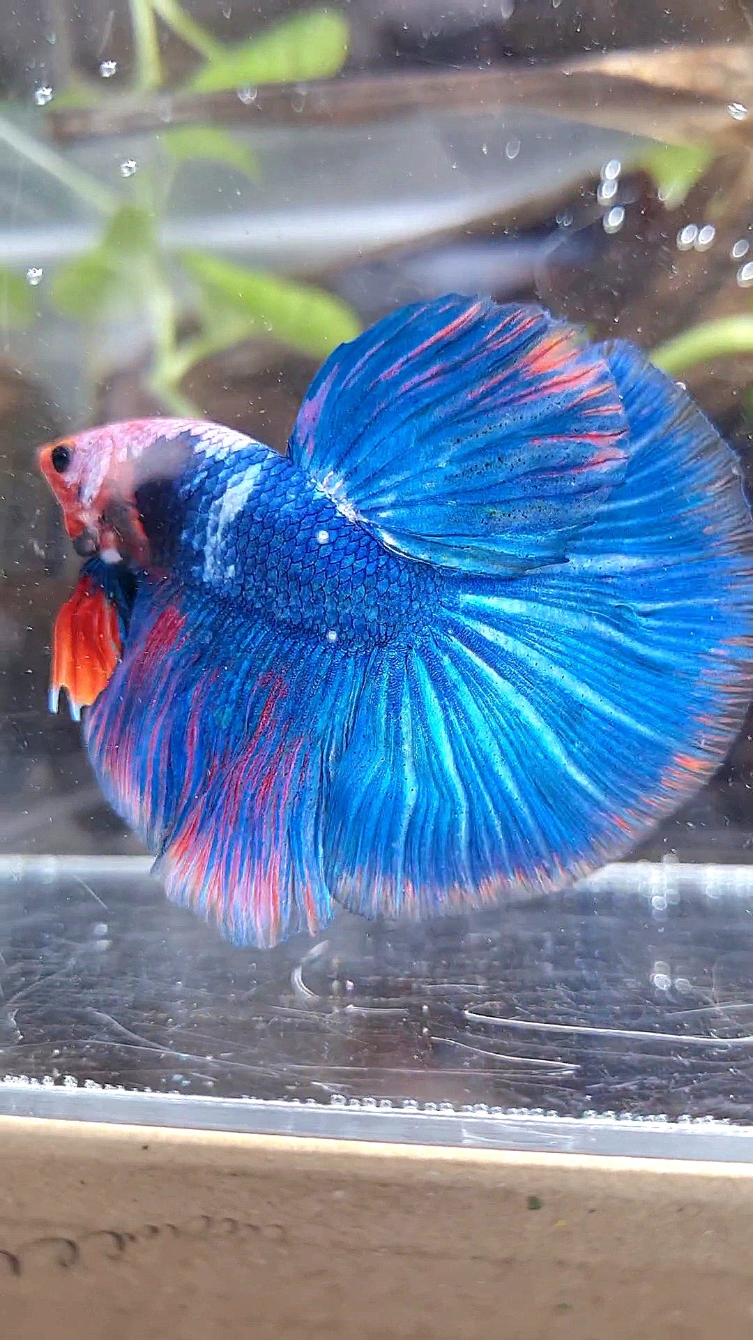 HALFMOON ROSETAIL PINK MASKING BLUE FANCY BETTA FISH