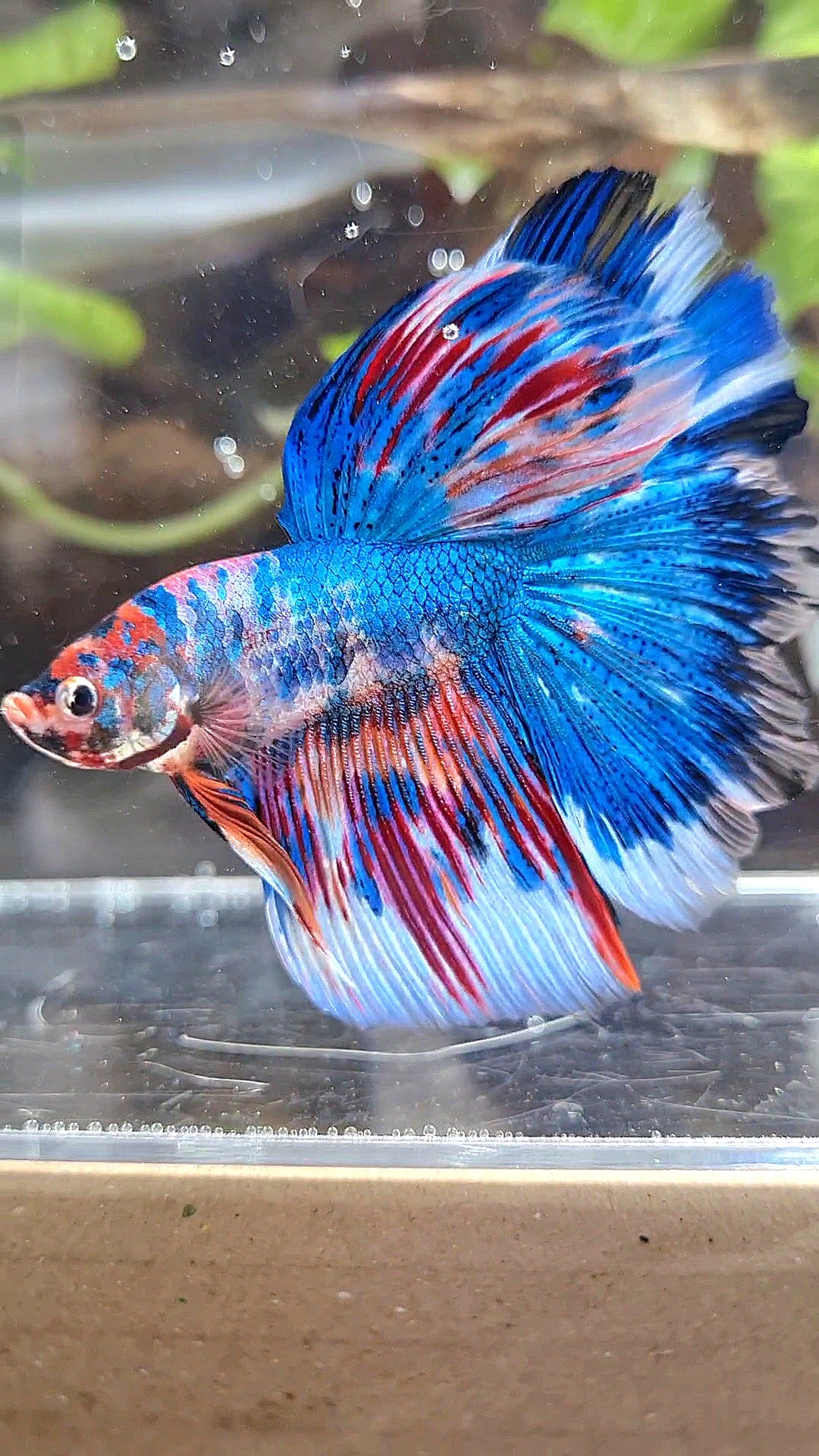 HALFMOON ROSETAIL METTALIC BLUE NEMO VARIATION MULTICOLOR BETTA FISH