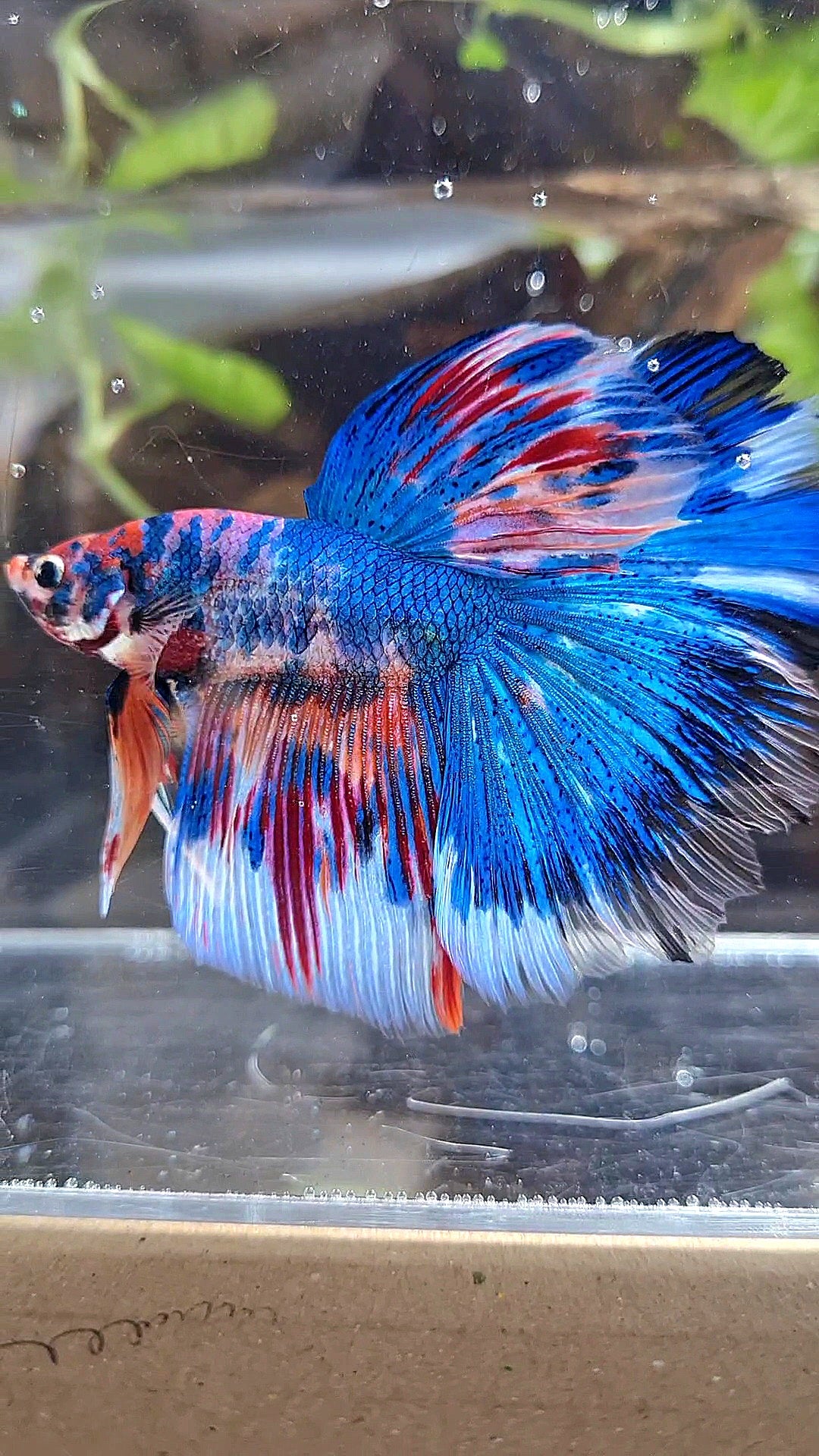 HALFMOON ROSETAIL METTALIC BLUE NEMO VARIATION MULTICOLOR BETTA FISH