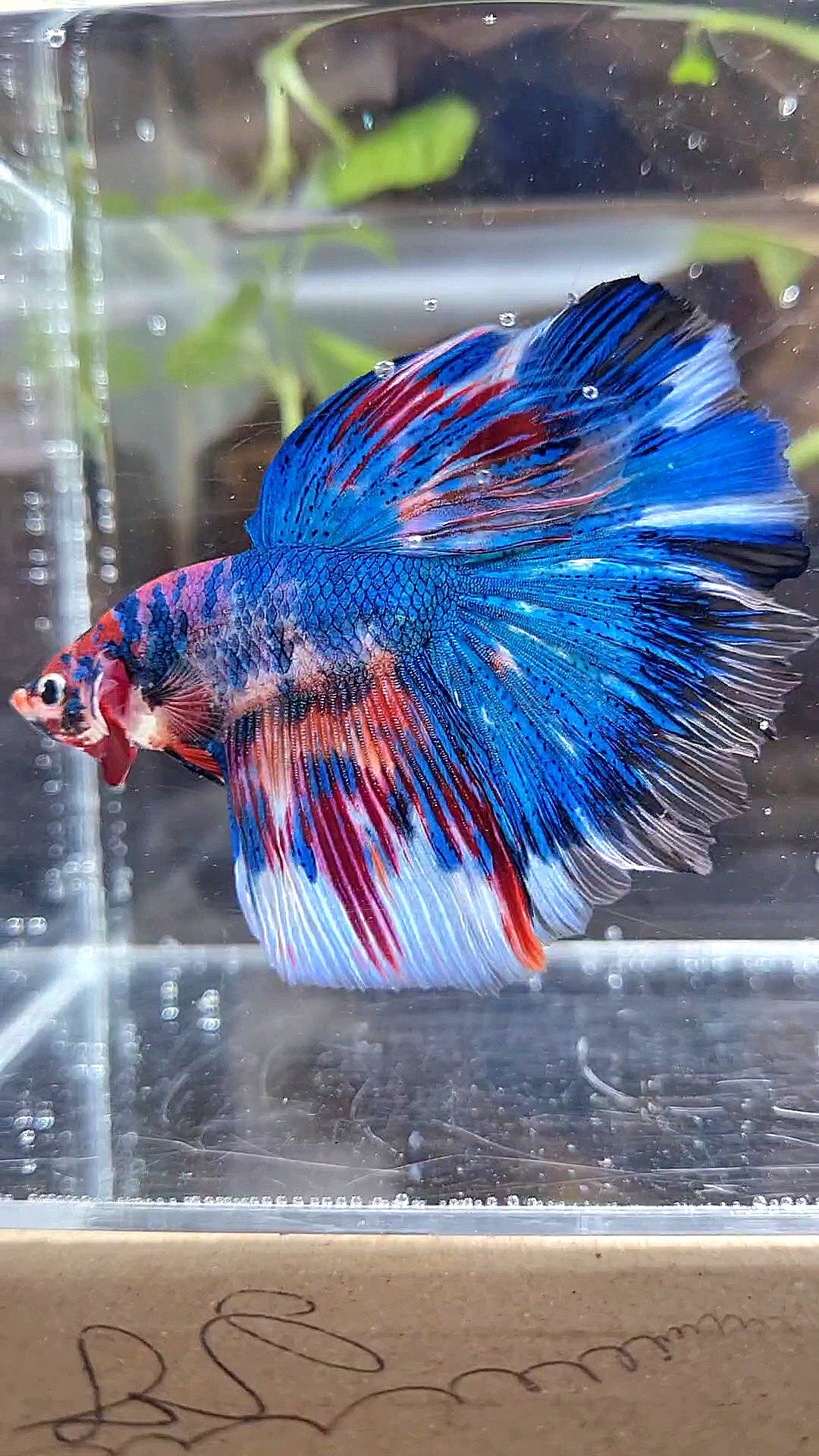 HALFMOON ROSETAIL METTALIC BLUE NEMO VARIATION MULTICOLOR BETTA FISH