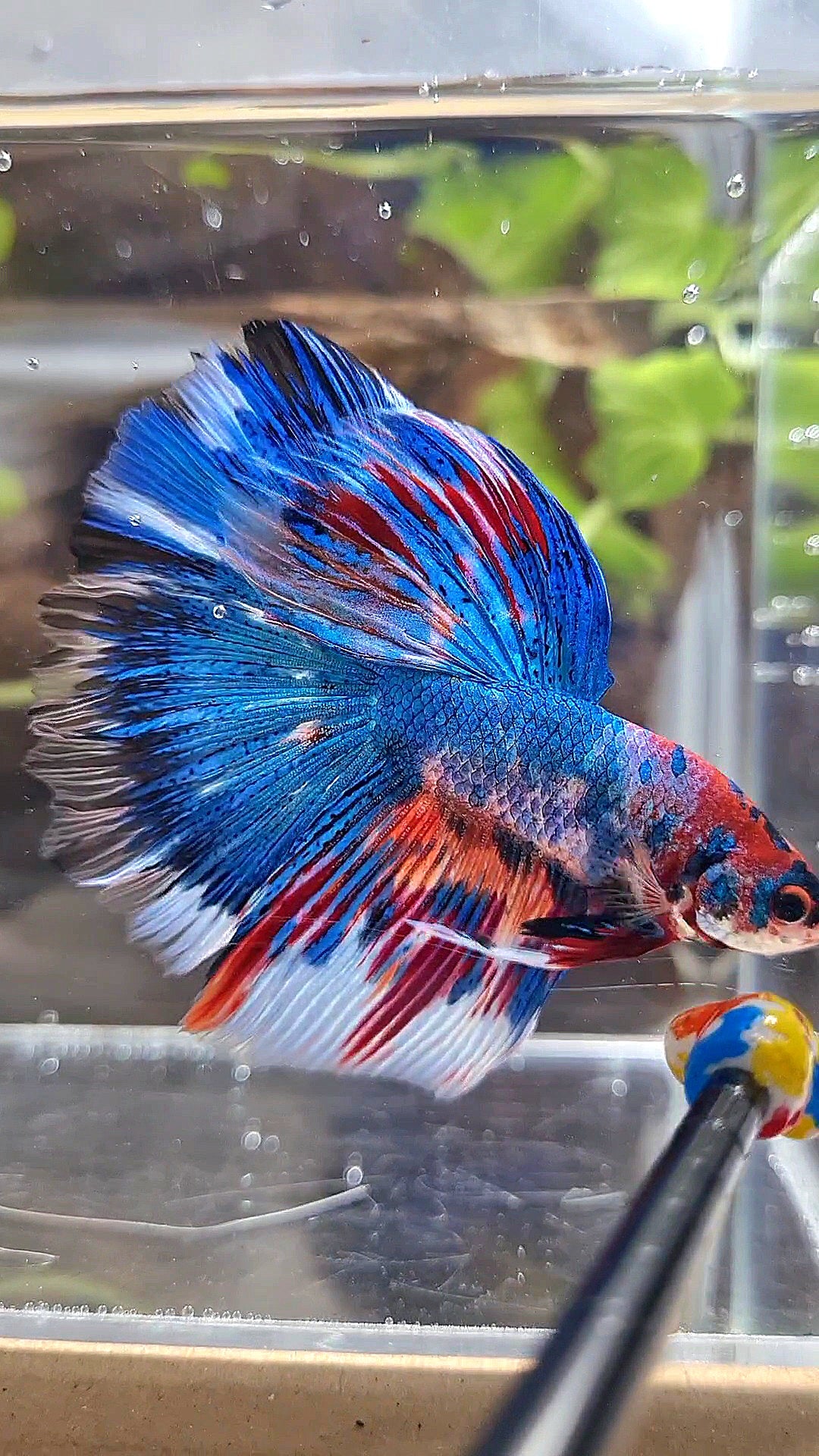 HALFMOON ROSETAIL METTALIC BLUE NEMO VARIATION MULTICOLOR BETTA FISH