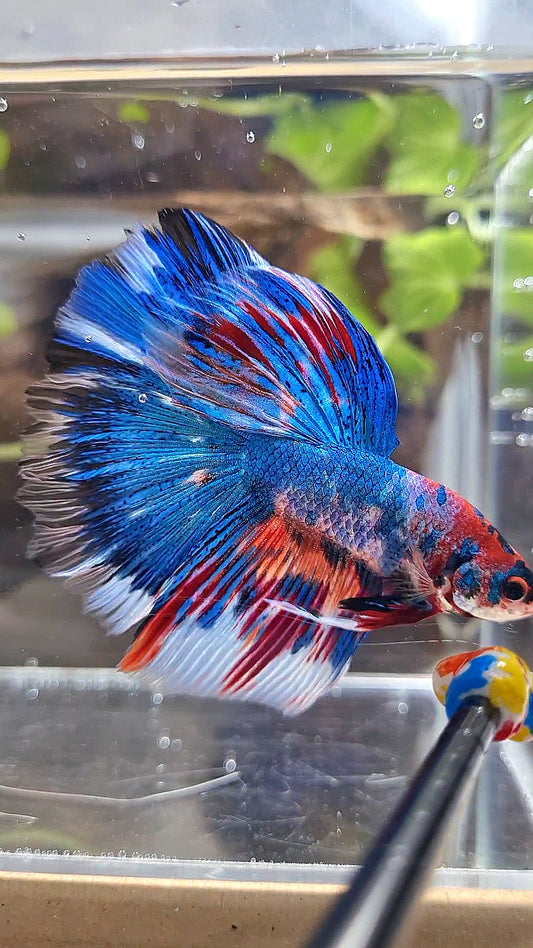 HALFMOON ROSETAIL METTALIC BLUE NEMO VARIATION MULTICOLOR BETTA FISH