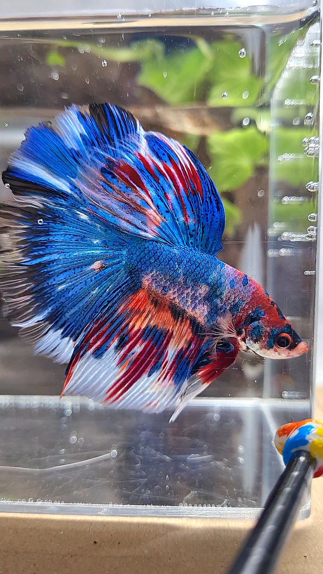 HALFMOON ROSETAIL METTALIC BLUE NEMO VARIATION MULTICOLOR BETTA FISH