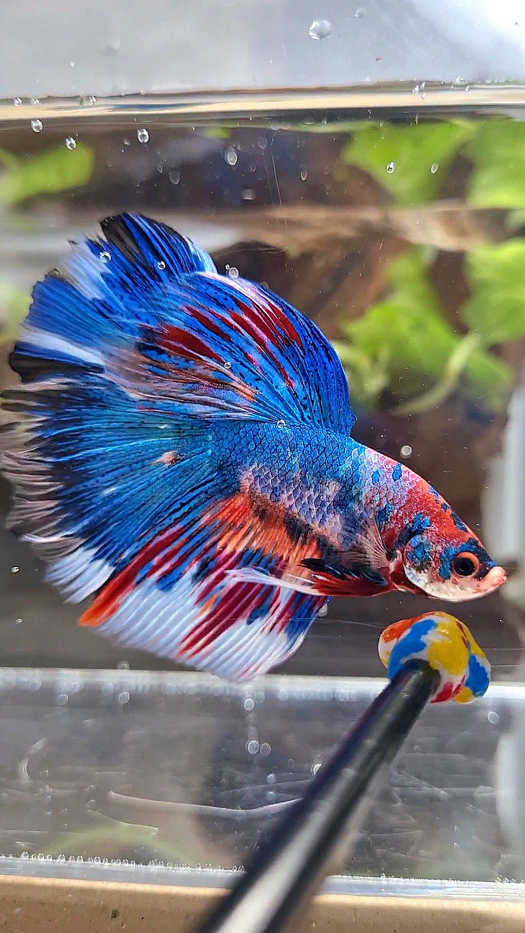HALFMOON ROSETAIL METTALIC BLUE NEMO VARIATION MULTICOLOR BETTA FISH