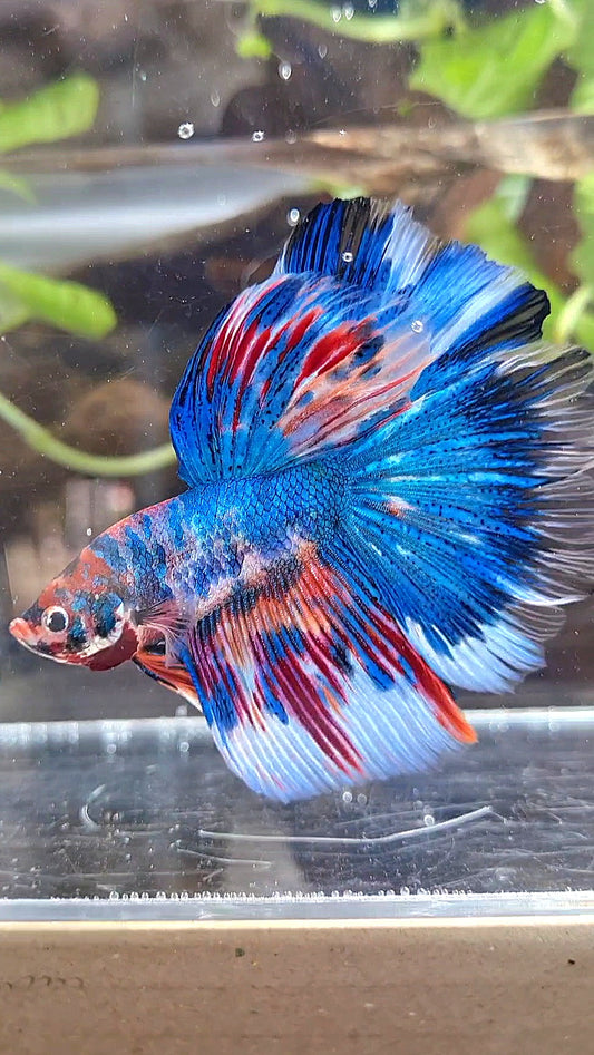 HALFMOON ROSETAIL METTALIC BLUE NEMO VARIATION MULTICOLOR BETTA FISH