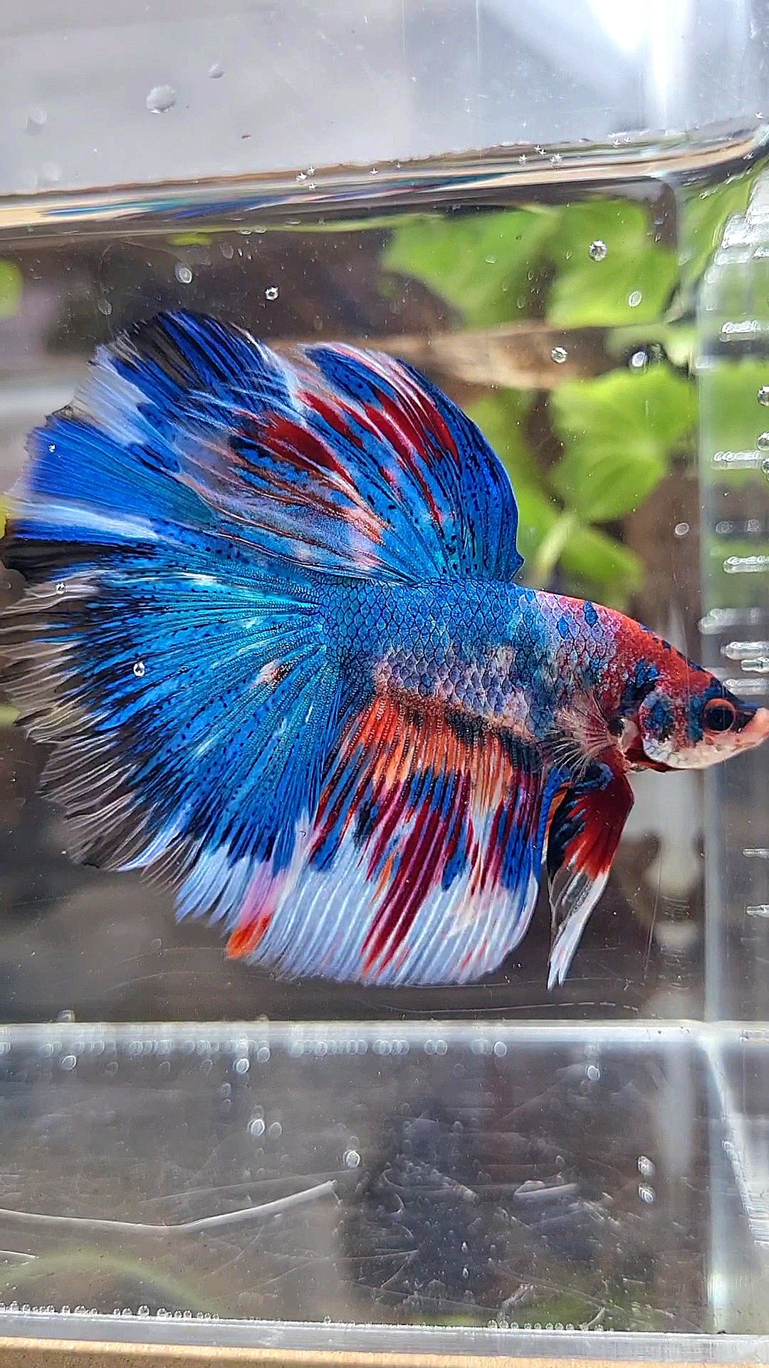 HALFMOON ROSETAIL METTALIC BLUE NEMO VARIATION MULTICOLOR BETTA FISH