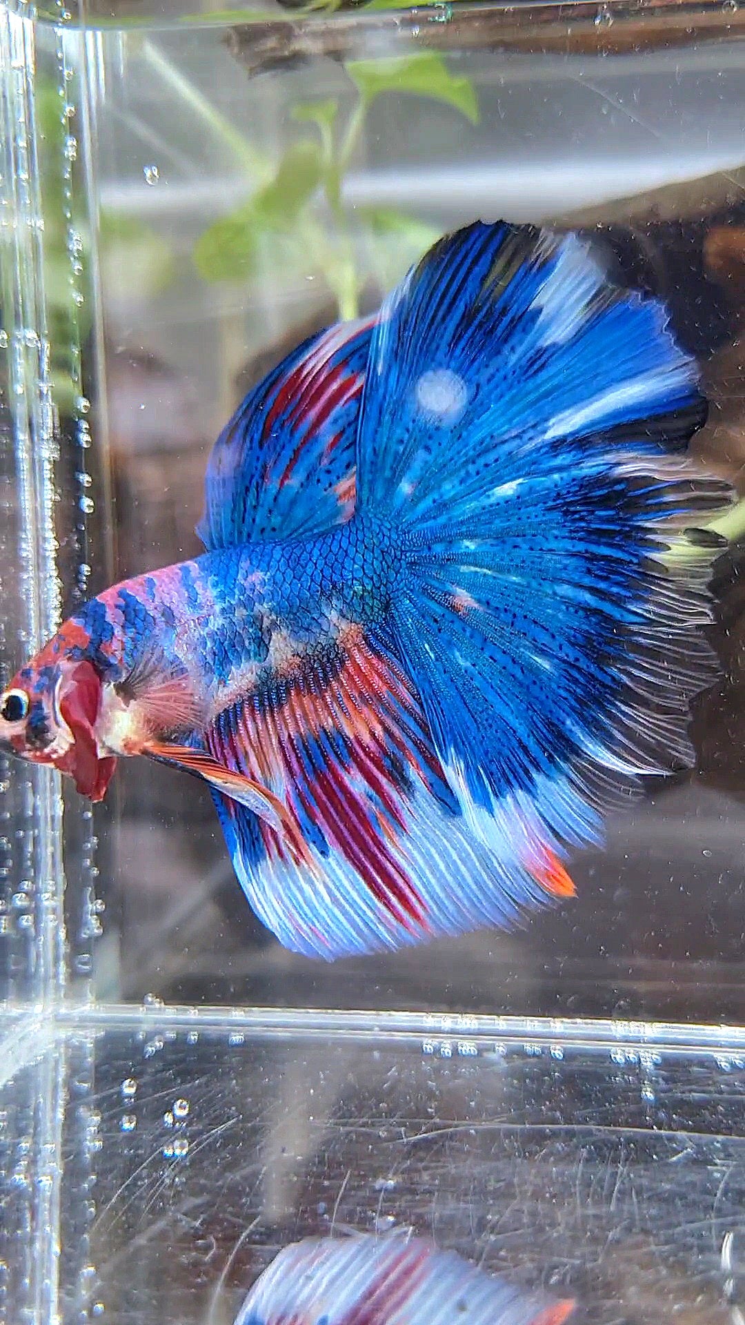HALFMOON ROSETAIL METTALIC BLUE NEMO VARIATION MULTICOLOR BETTA FISH