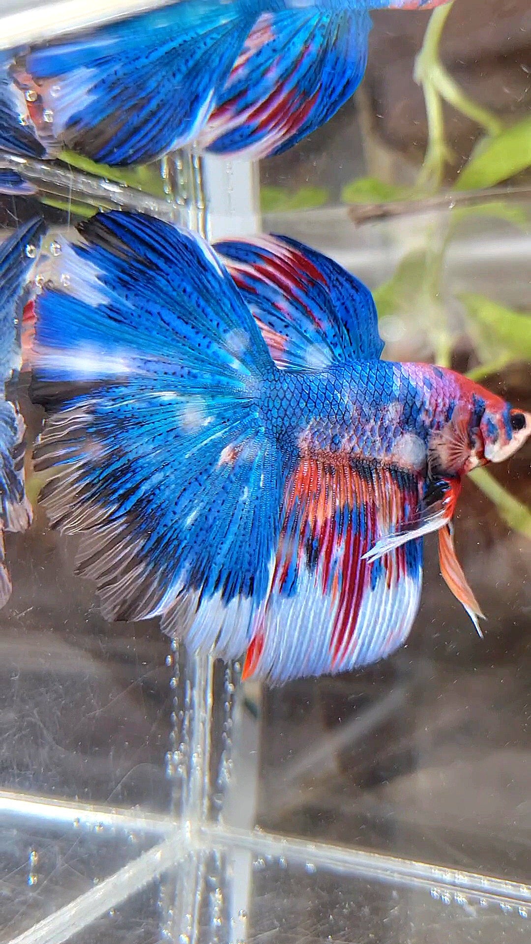 HALFMOON ROSETAIL METTALIC BLUE NEMO VARIATION MULTICOLOR BETTA FISH