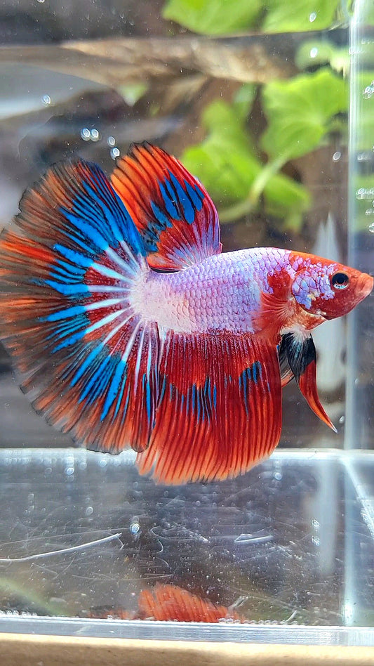 HALFMOON RED PURPLE BLUE PATTERN FANCY RIM BETTA FISH
