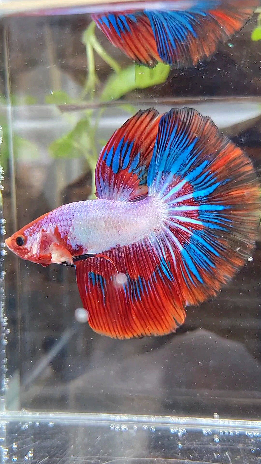 HALFMOON RED PURPLE BLUE PATTERN FANCY RIM BETTA FISH