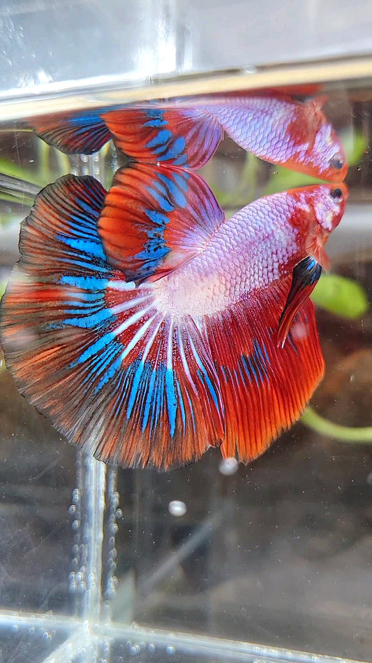 HALFMOON RED PURPLE BLUE PATTERN FANCY RIM BETTA FISH