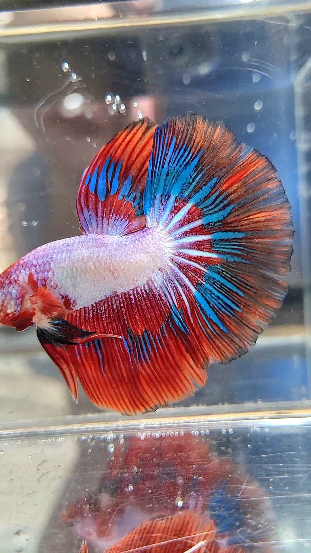 HALFMOON RED PURPLE BLUE PATTERN FANCY RIM BETTA FISH