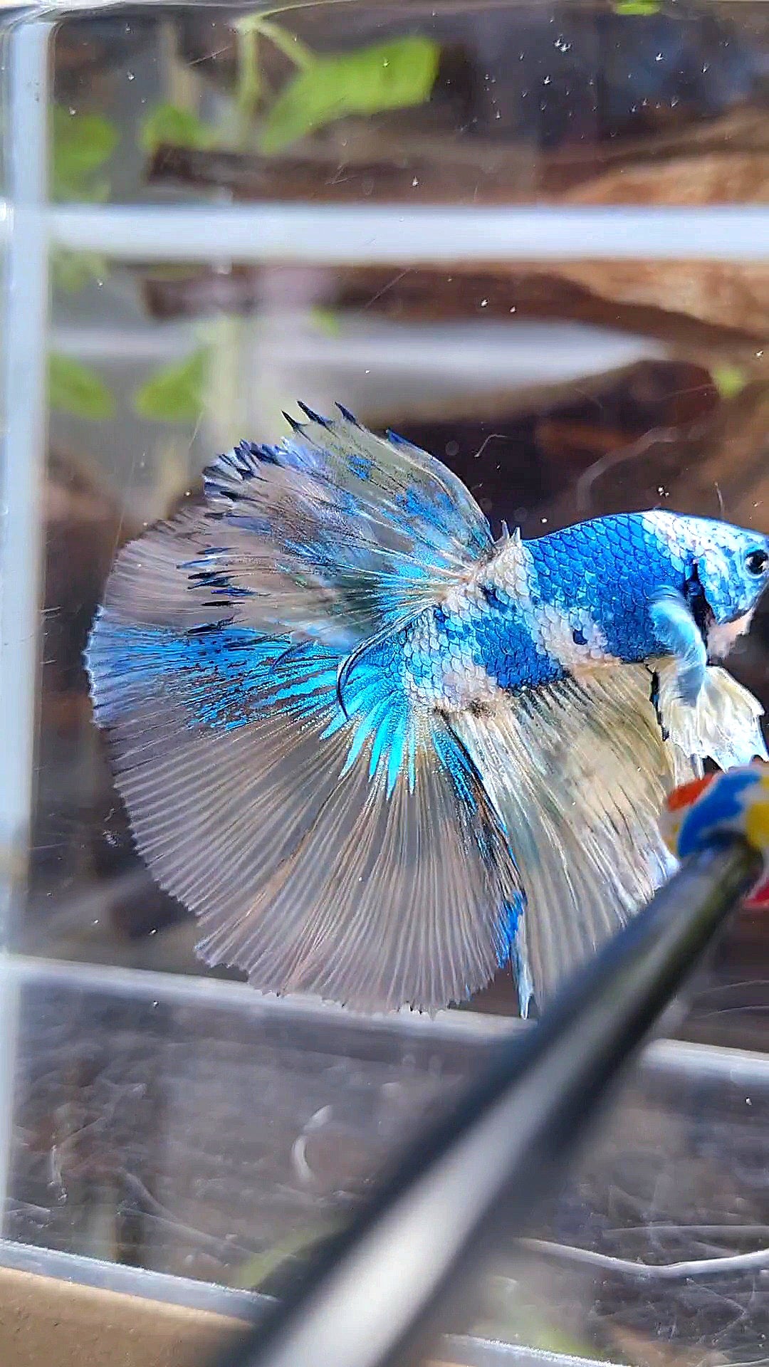 HALFMOON ROSETAIL YELLOW FANCY BLUE MARBLE MULTICOLOR BETTA FISH minus warts