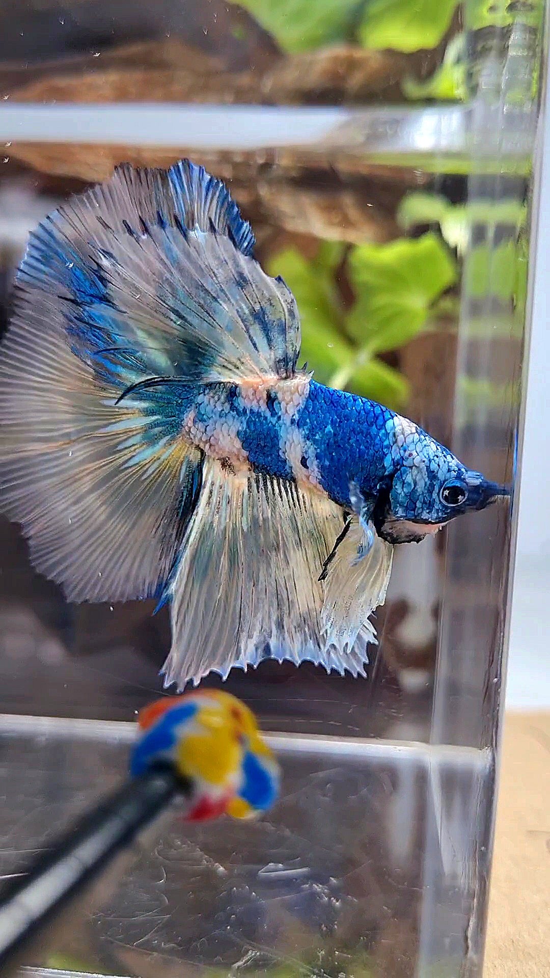 HALFMOON ROSETAIL YELLOW FANCY BLUE MARBLE MULTICOLOR BETTA FISH minus warts