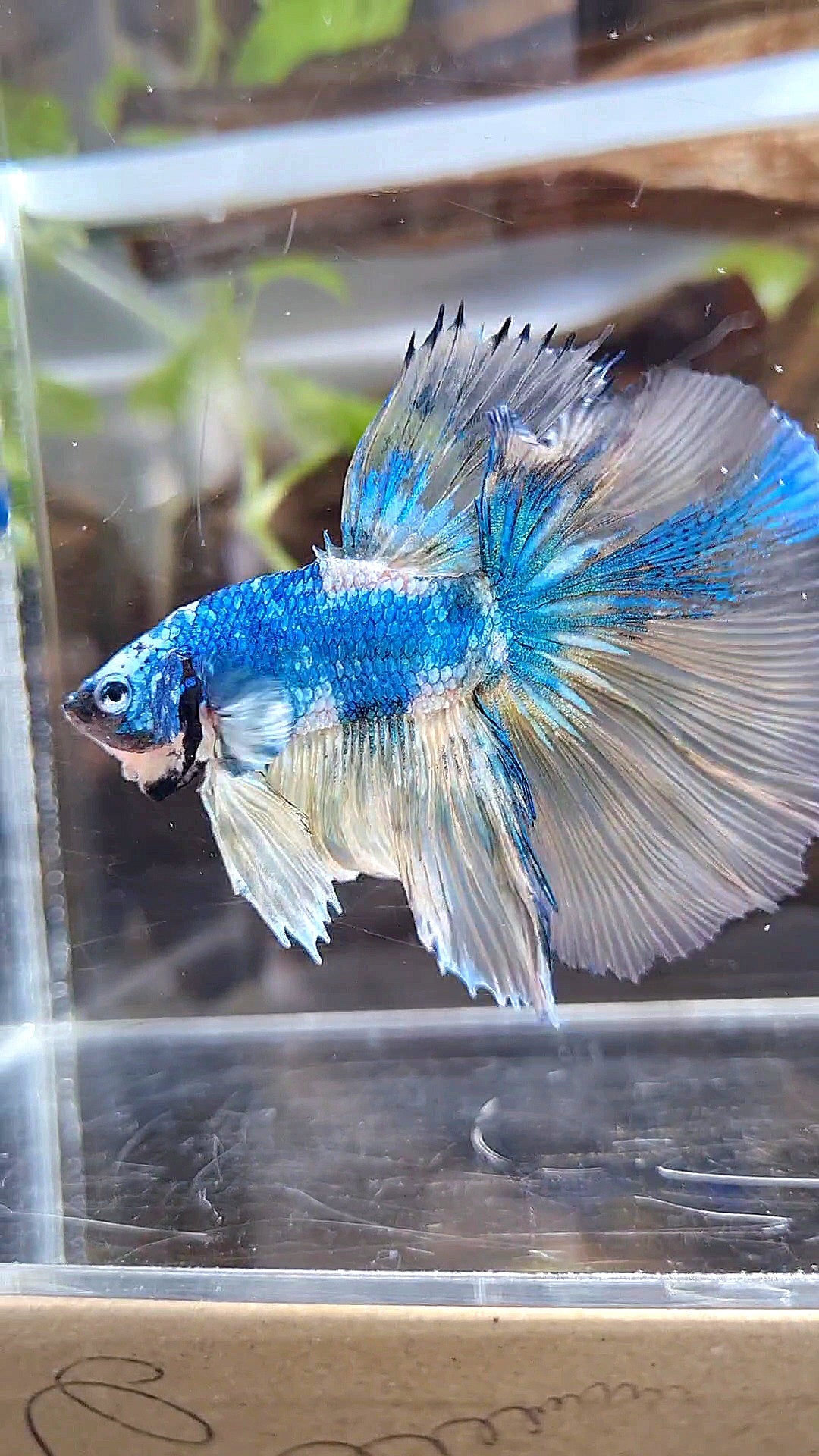 HALFMOON ROSETAIL YELLOW FANCY BLUE MARBLE MULTICOLOR BETTA FISH minus warts
