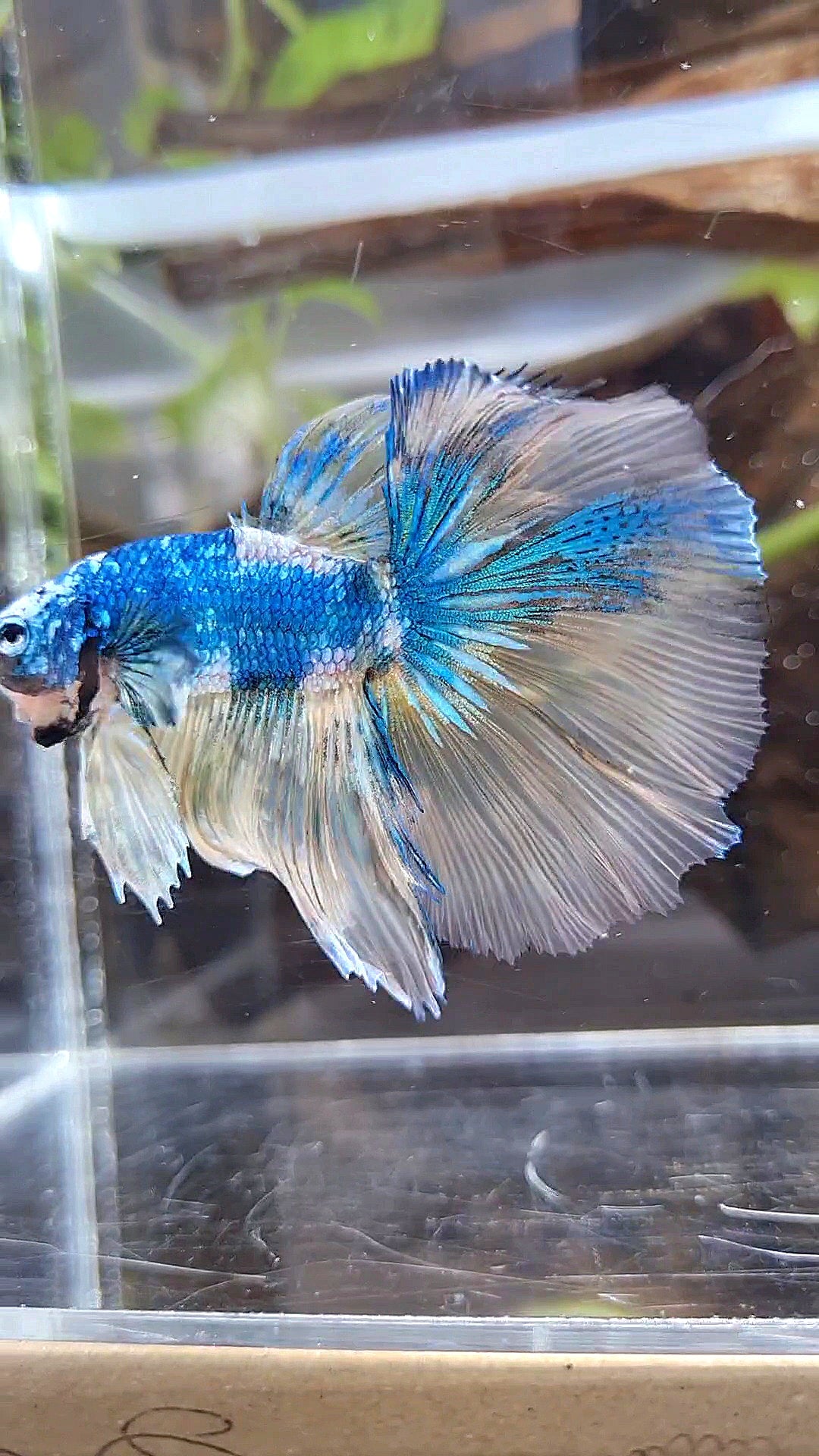 HALFMOON ROSETAIL YELLOW FANCY BLUE MARBLE MULTICOLOR BETTA FISH minus warts