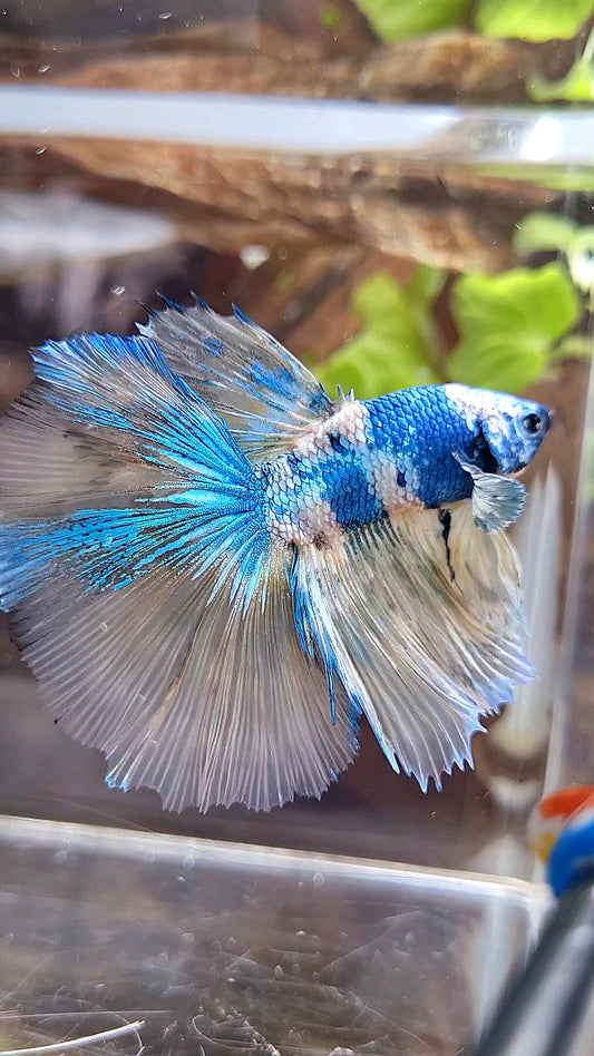 HALFMOON ROSETAIL YELLOW FANCY BLUE MARBLE MULTICOLOR BETTA FISH minus warts