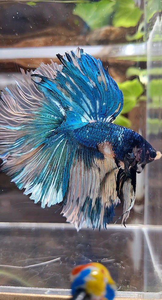HALFMOON OVER ROSETAIL YELLOW BLUE MARBLE FANCY MULTICOLOR BETTA FISH