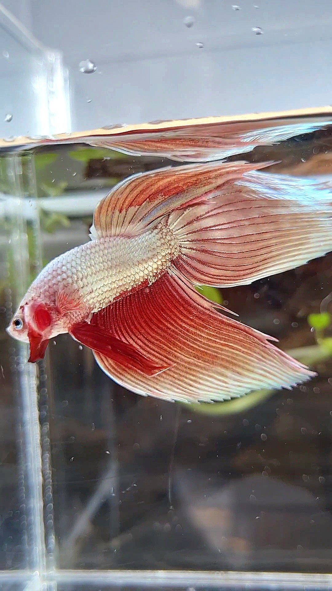VEILTAIL ROSEGOLD DRAGON BETTA FISH