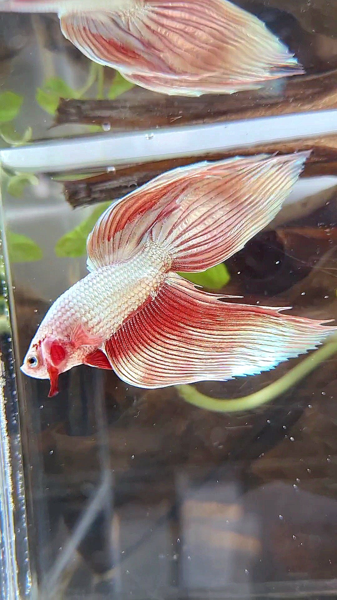 VEILTAIL ROSEGOLD DRAGON BETTA FISH