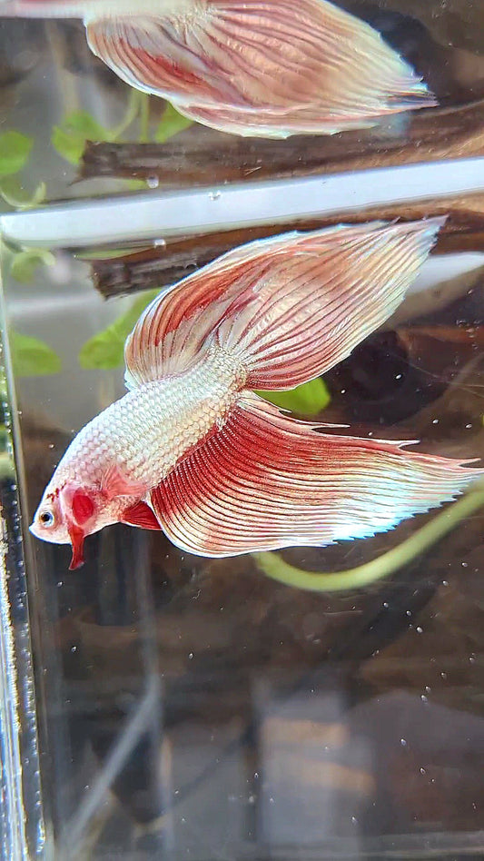 VEILTAIL ROSEGOLD DRAGON BETTA FISH