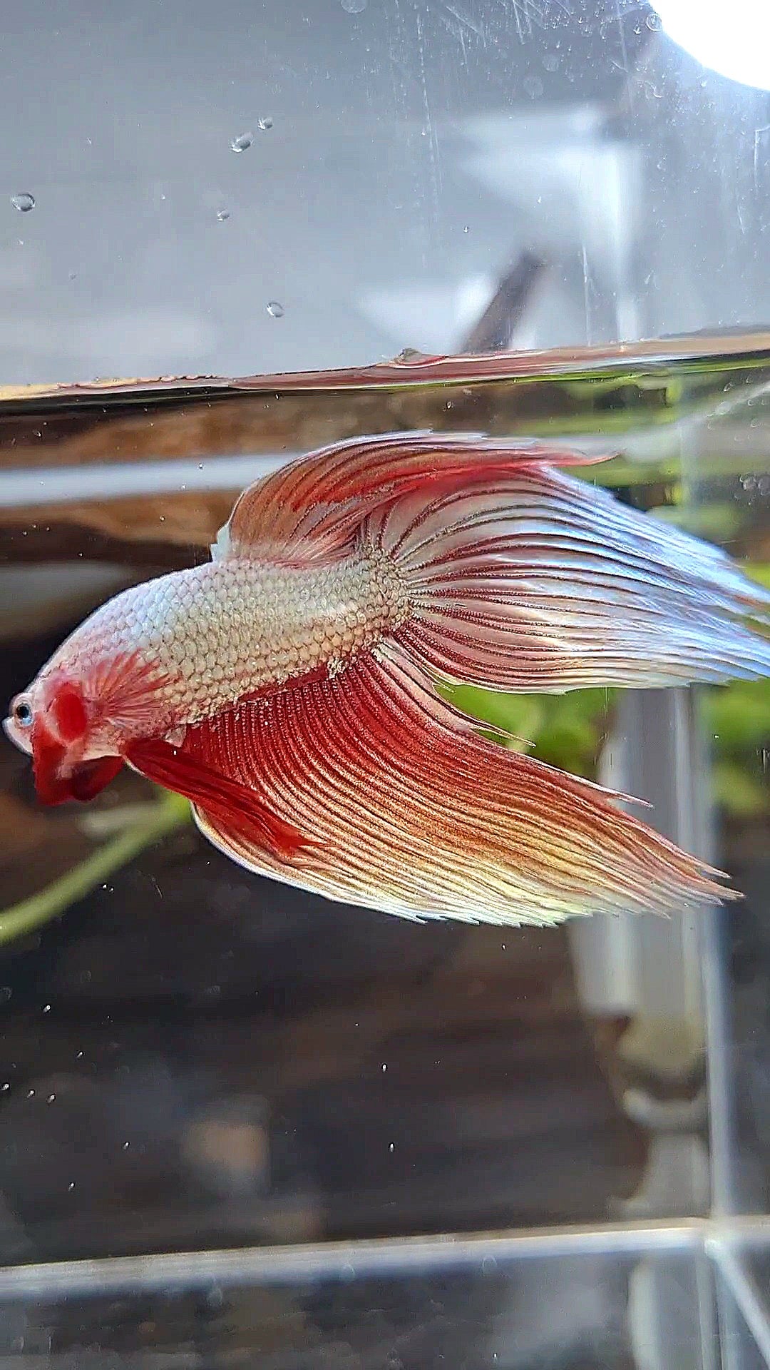 VEILTAIL ROSEGOLD DRAGON BETTA FISH