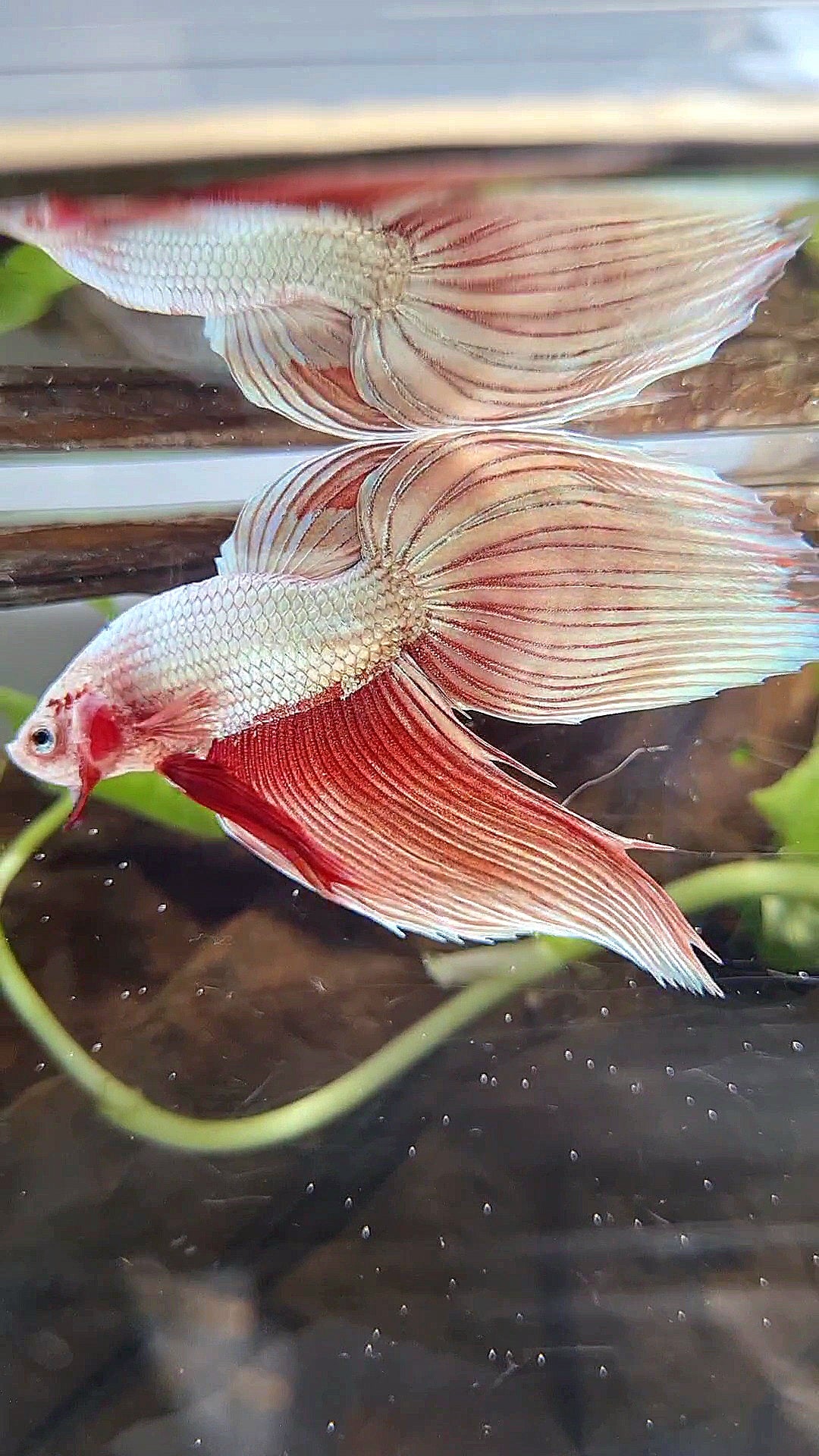 VEILTAIL ROSEGOLD DRAGON BETTA FISH