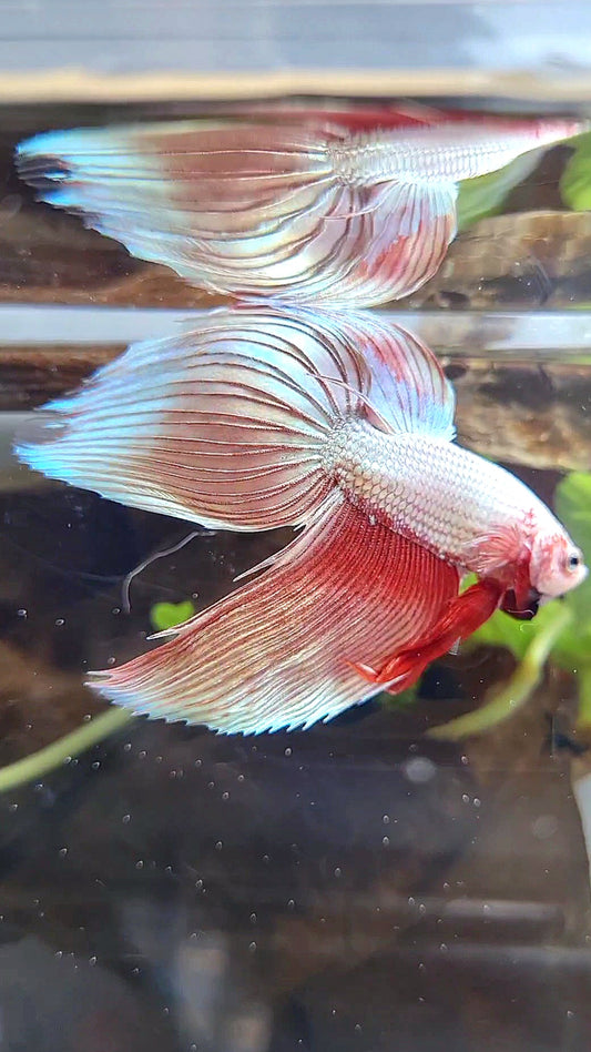 VEILTAIL ROSEGOLD DRAGON BETTA FISH