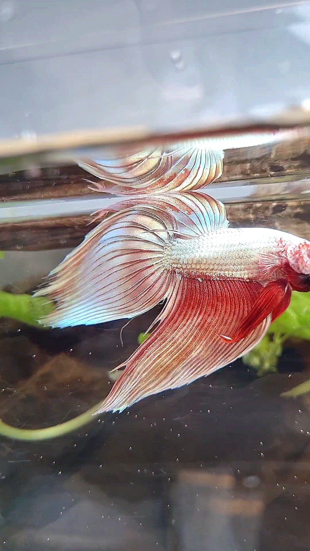 VEILTAIL ROSEGOLD DRAGON BETTA FISH